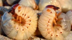 Duże larwy chrząszczowe i sposoby radzenia sobie z nimi